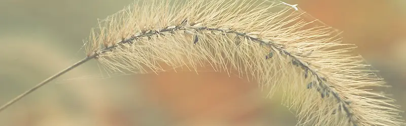 ��Ȼ����-������