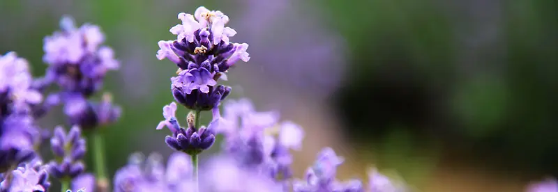 ޹�²ݱ�����-������