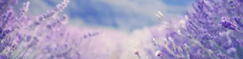 ޹�²ݱ�����-������