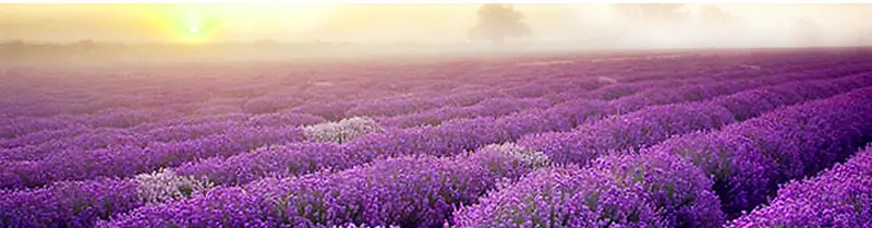 ޹�²ݱ���-������