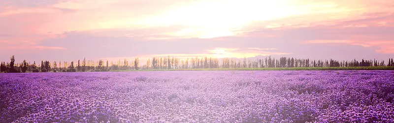 ޹�²ݱ���-������