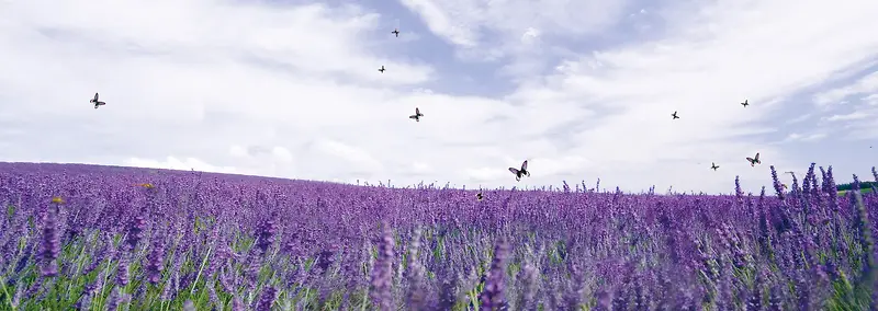 ޹�²ݱ���-������