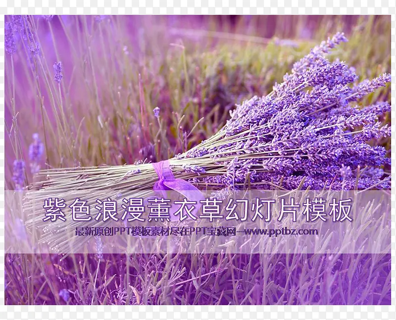 ޹�²ݱ���-������