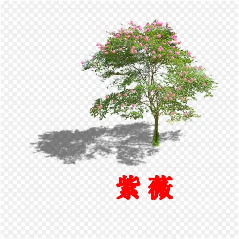 ��ޱ-������