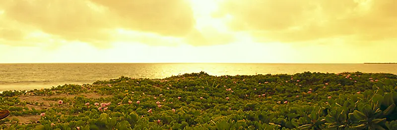 ��Ȼ����-������