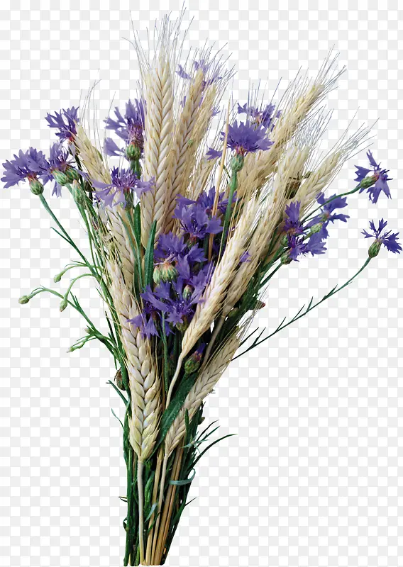 ��ɫ޹�²�-������