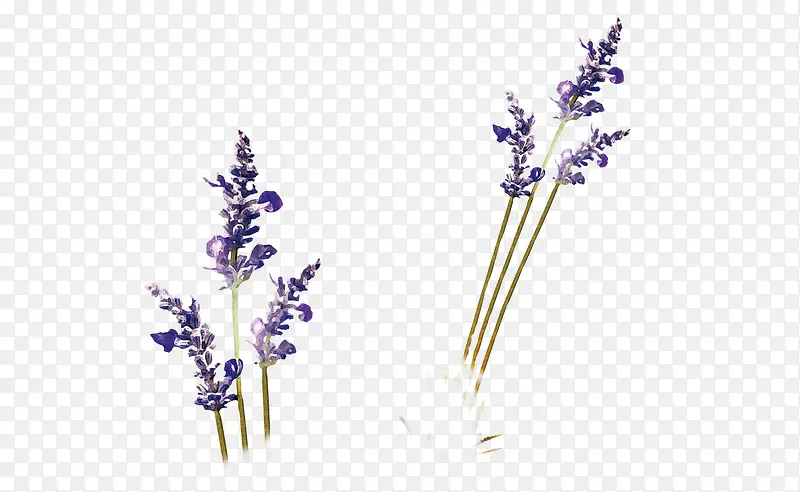 ޹�²�-������