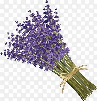 ޹�²�-������