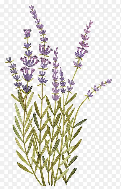 ޹�²�-������