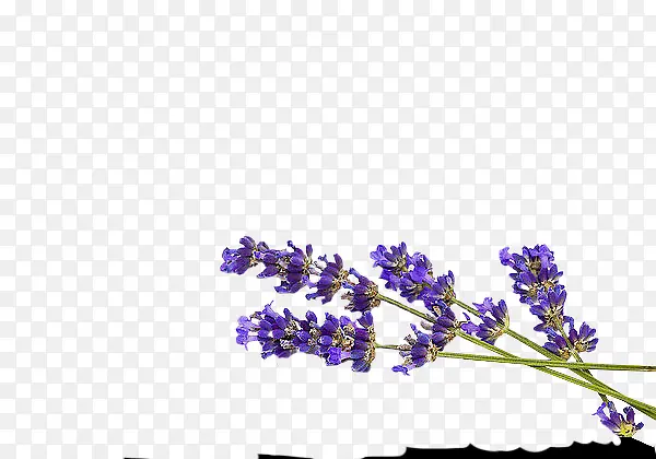 ޹�²�-������