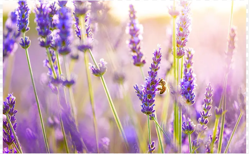 ޹�²�-������