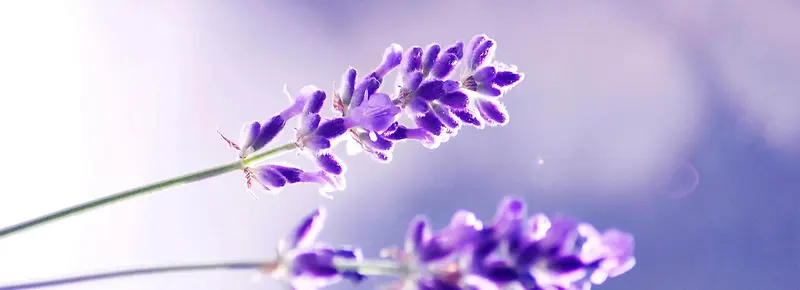 ޹�²�-������