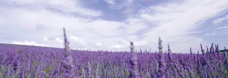 ޹�²ݱ���-������