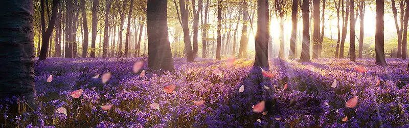 ޹�²�-������