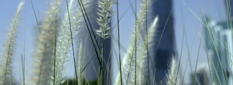 ��ԼС��-������