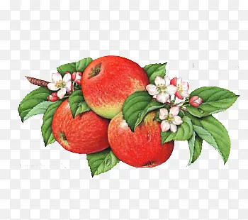 ƻ����֦-������