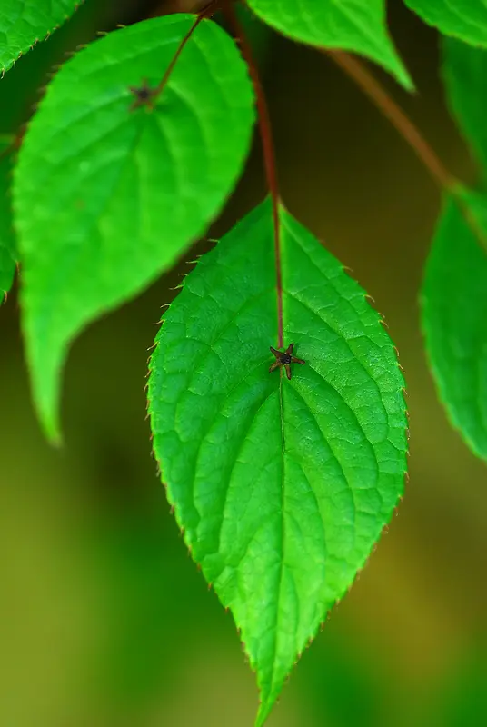 ����Ч������Ч����Ӱ-������