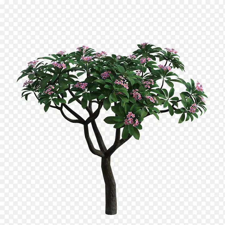 һ��컨��Ҷ����-������