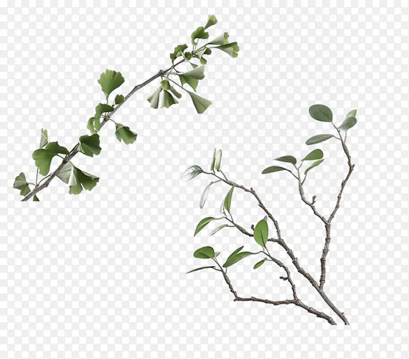 ������ɫ��֦-������