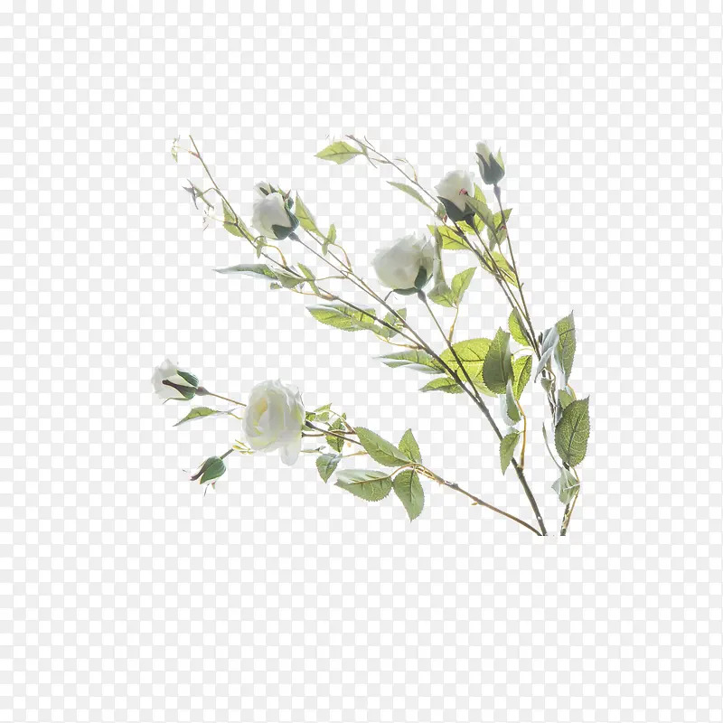 �����µ���֦-������