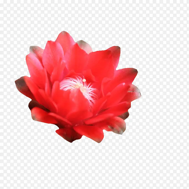 �����򿪵Ļ�-������