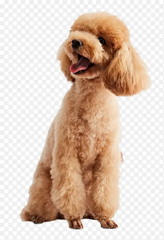 ��̩��Ȯ���Ȯ-������