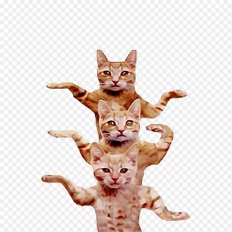 Ϊʲôè��ͺͷ�أ�Ӣ���ټ�è����ë�Ա�è�ɰ�-������