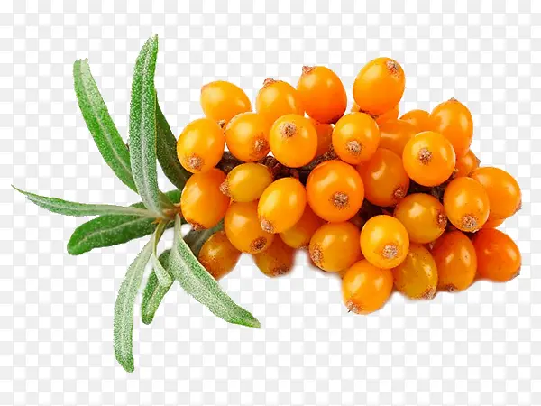 ɳ�� ɳĮ ֲ���ʵ ˮ��-������