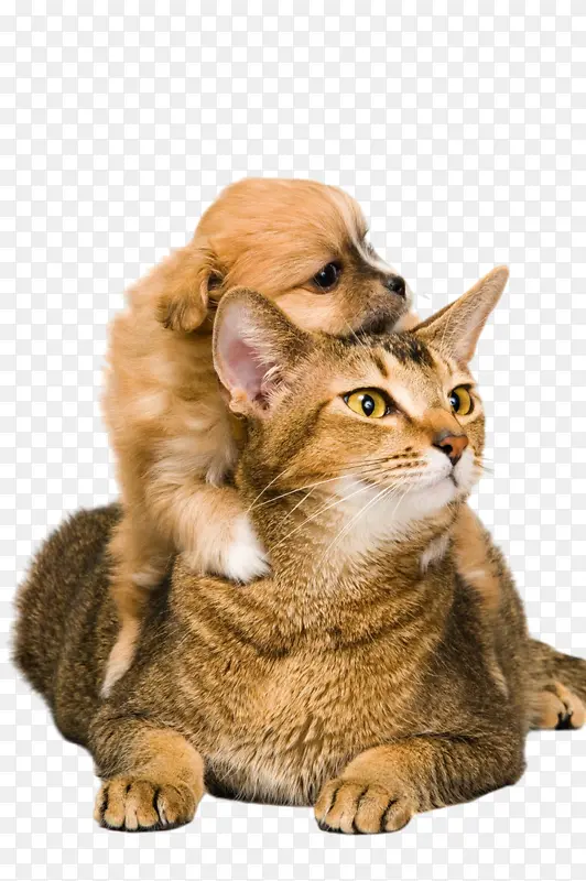 ����  ��  è  С����-������