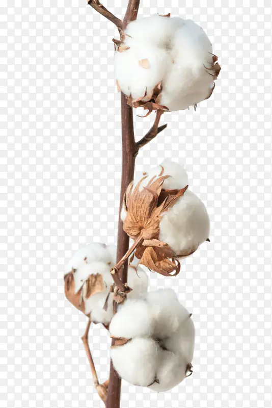 һ��ľ�޻�֦-������