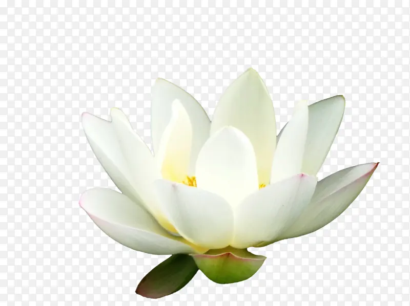 ���հ�ɫ�ɻ�-������