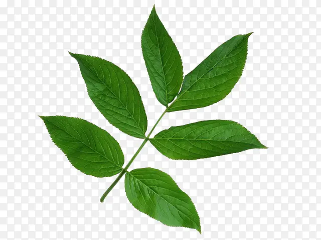 ��Ƭ��ҶС��֦-������