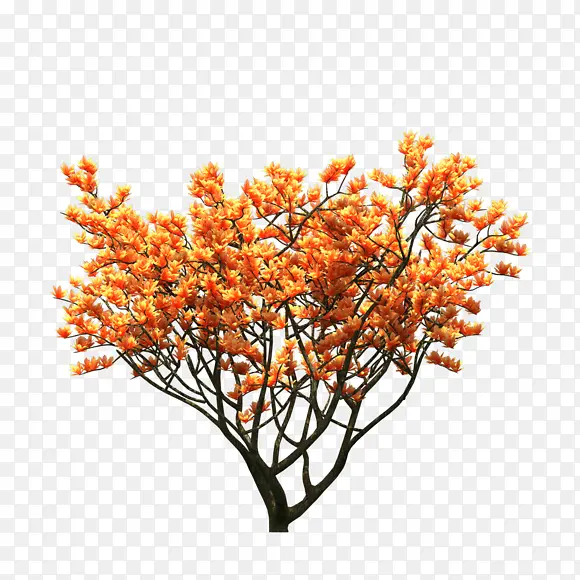 ��ʽ �� ���� ��Ҷ ��ɫ ��Ҷ ��֦-������