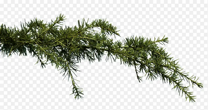 ��ɫ������֦Ѿ-������