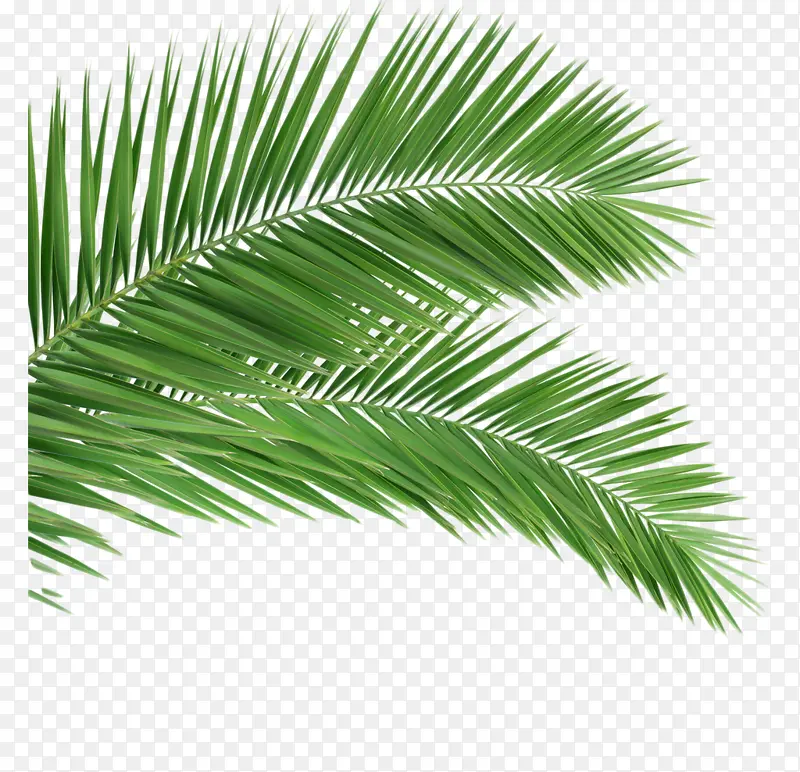 ��Ҷ����Ҷ����֦����ֲ�����룬����-������