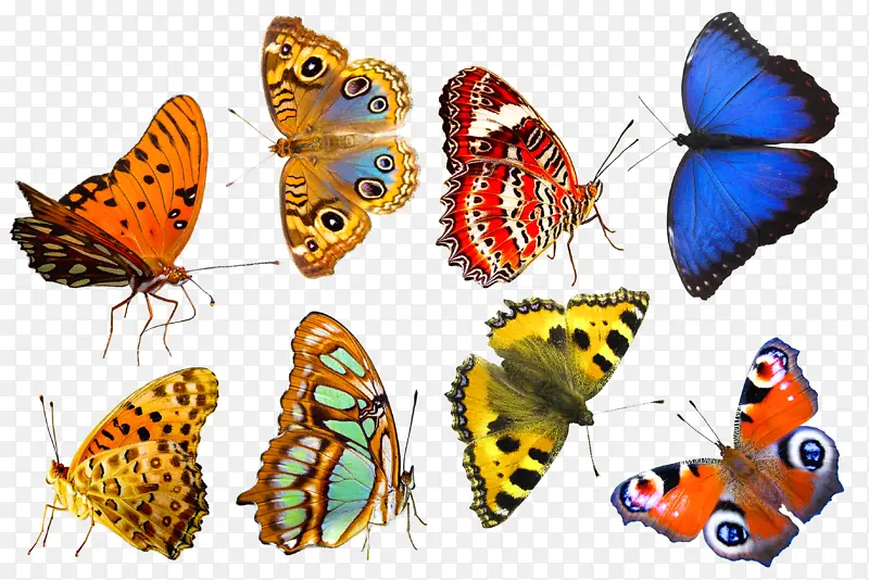 ��ʺ�������ز�-������