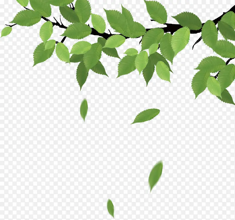 �������ɫֲ����֦-������