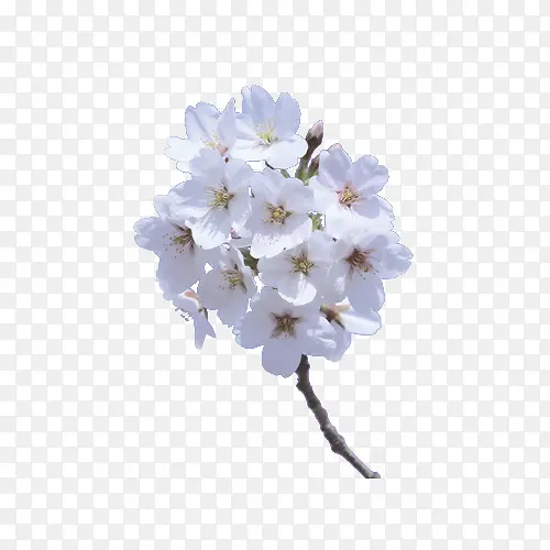 ����֦��ӣ��-������