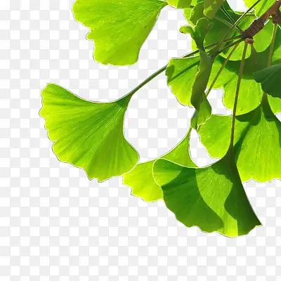 ��ɫ����Ҷ��֦-������