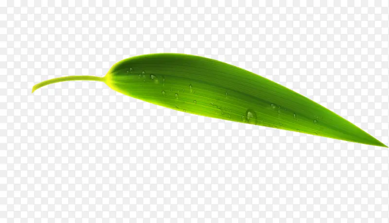 ������ز���Ҷ ��Ҷ Ҷ�� �����ز�-������