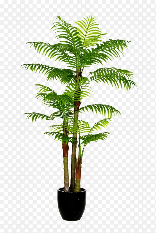 ��ֲ�羰������-������