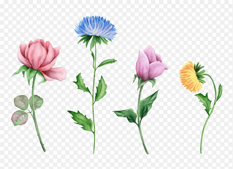 ��ɫˮ�ʻ���-������