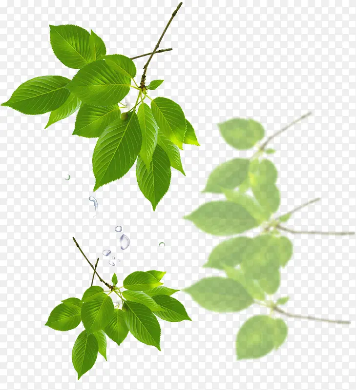 ��Ҷ��Ҷ��֦��,��,��,��ɫ,ֲ��-������