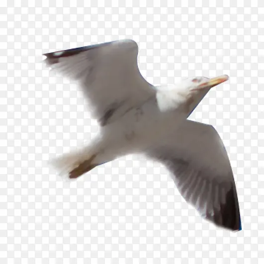 չ��߷ɵ���-������