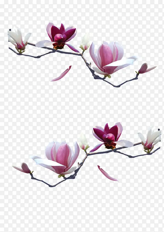 ���滨����֦��-������