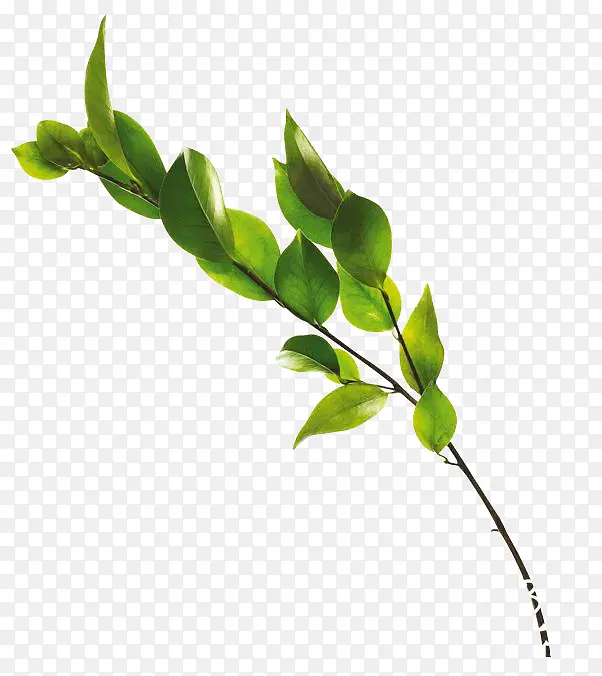 ��Ҷ�ز����-������