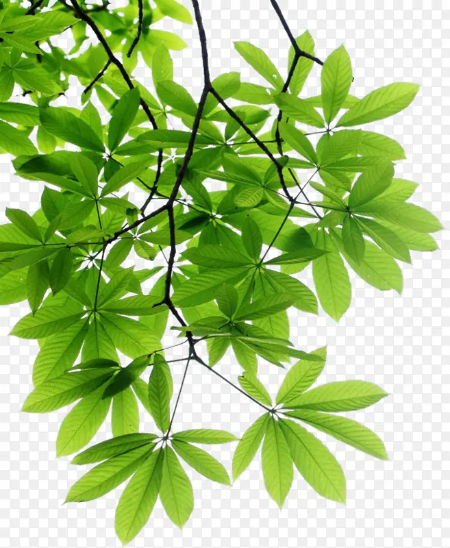 ��Ҷ��֦Ҷ��-������