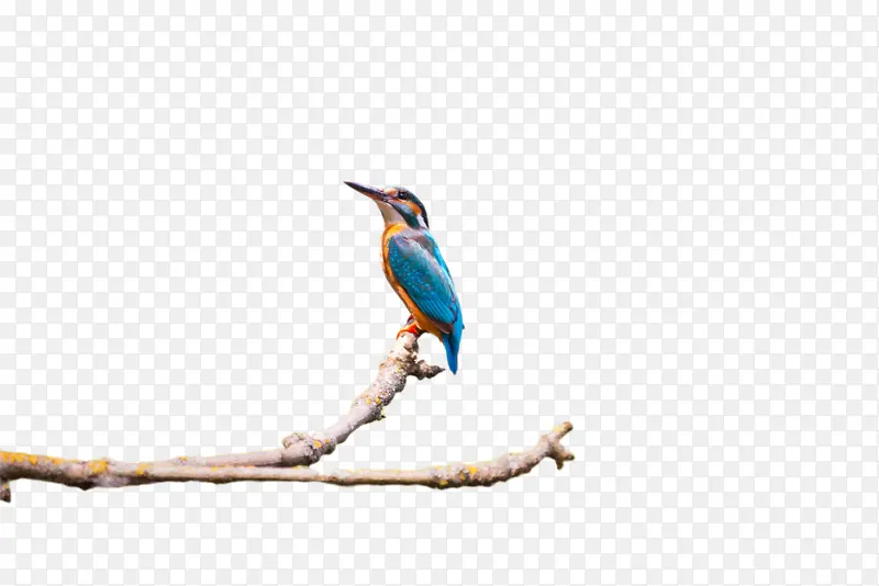 վ����֦�������С��-������