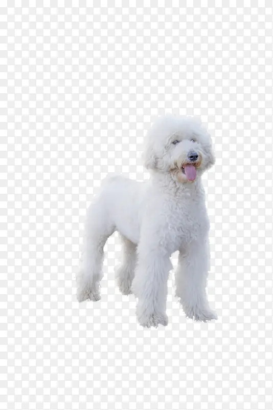 ��ɫ̩�� ����-������