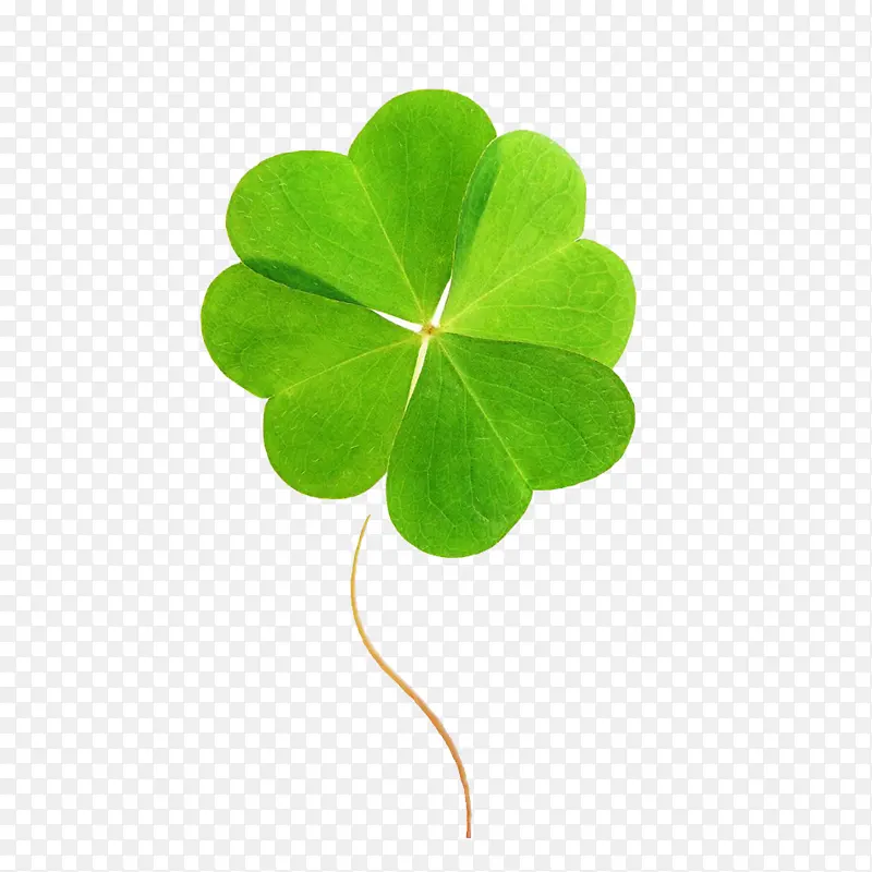 ��ɫ��Ҷ�ݡ�-������